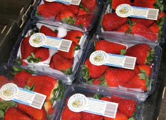 Down South Strawberries
