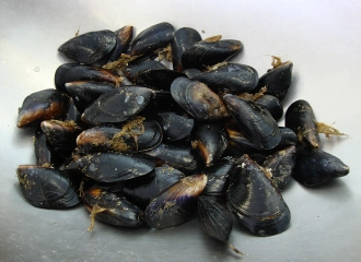 Ocean Foods International