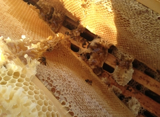SKK Honey WA