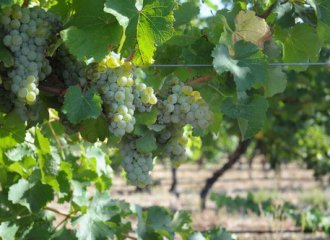 Wine at the Boat Shed Markets – Sunday 5th August